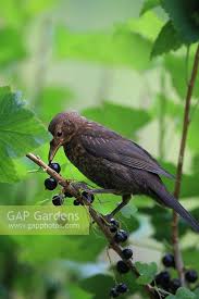Attēlu rezultāti vaicājumam “Turdus merula juvenile”