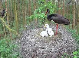 Attēlu rezultāti vaicājumam “Ciconia nigra nest”