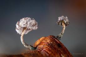 Attēlu rezultāti vaicājumam “Physarum nitens macro”