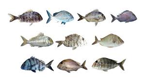 Image result for Calamus nodosus