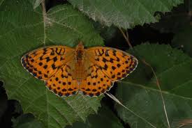 Attēlu rezultāti vaicājumam “Brenthis daphne underside”