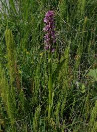 Attēlu rezultāti vaicājumam “Dactylorhiza cruenta flower”