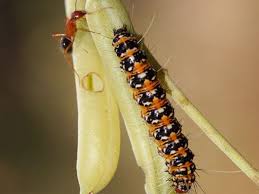 Attēlu rezultāti vaicājumam “Comatricha ellae stalked”