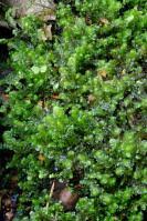 Attēlu rezultāti vaicājumam “Scapania lingulata”