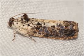 Attēlu rezultāti vaicājumam “Hedya salicella”