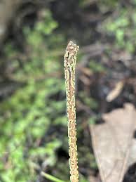 Attēlu rezultāti vaicājumam “Physarum luteolum”