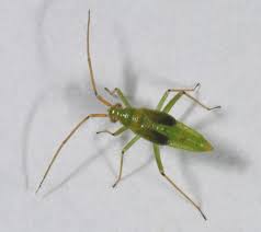 Attēlu rezultāti vaicājumam “Blepharidopterus angulatus imago”