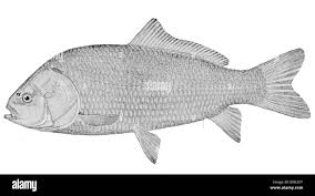 Image result for Ictiobus cyprinellus