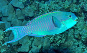 Image result for Chlorurus gibbus