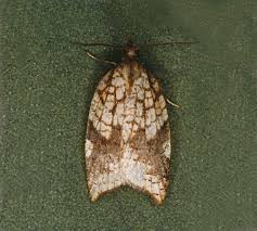 Attēlu rezultāti vaicājumam “Archiearis parthenias”