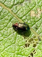 Attēlu rezultāti vaicājumam “Alticinae”