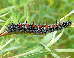 Attēlu rezultāti vaicājumam “Nymphalis antiopa”