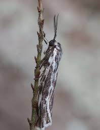 Attēlu rezultāti vaicājumam “Coscinia cribraria imago”