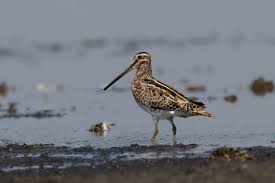 Attēlu rezultāti vaicājumam “Gallinago gallinago”