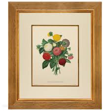 Image result for Dahlia x pinnata `Pompon Lilliput`