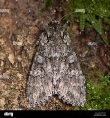 Attēlu rezultāti vaicājumam “Polia nebulosa”