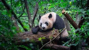 Image result for pandas