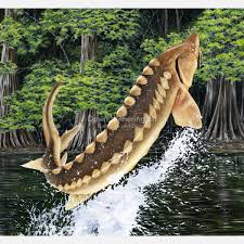 Image result for Acipenser desotoi