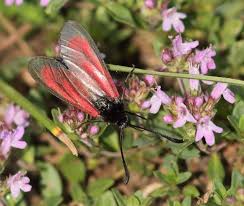 Attēlu rezultāti vaicājumam “Zygaena minos”