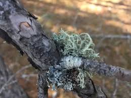 Attēlu rezultāti vaicājumam “Evernia mesomorpha”