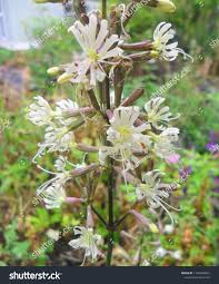 Attēlu rezultāti vaicājumam “Silene nutans flower”