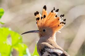 Attēlu rezultāti vaicājumam “Diachea subsessilis young”