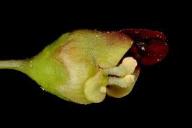 Attēlu rezultāti vaicājumam “Scrophularia nodosa fruit”