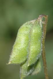 Attēlu rezultāti vaicājumam “Vicia”