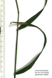 Attēlu rezultāti vaicājumam “Festuca altissima”