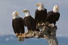 Eagles Image Ecofamily » Bald Eagles Picture 6