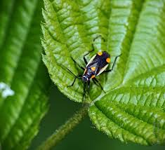 Attēlu rezultāti vaicājumam “Capsodes gothicus”