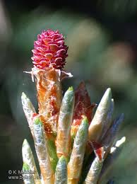 Attēlu rezultāti vaicājumam “Pinus sylvestris female flower”