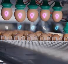 Image result for genus