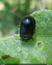 Attēlu rezultāti vaicājumam “Gonioctena viminalis”