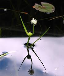 Attēlu rezultāti vaicājumam “Sparganium minimum”