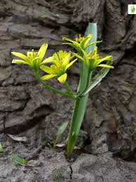 Attēlu rezultāti vaicājumam “Gagea pratensis flower”