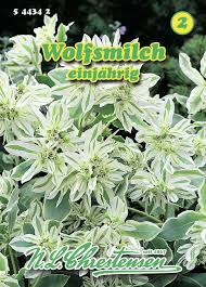 Image result for Wolfsmilch