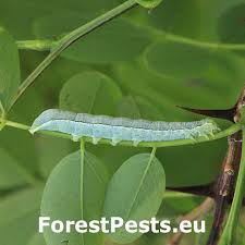 Attēlu rezultāti vaicājumam “Orthosia incerta”