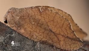 Attēlu rezultāti vaicājumam “Drepanepteryx phalaenoides”