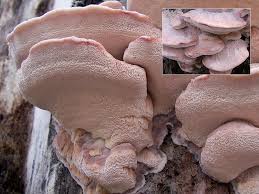 Attēlu rezultāti vaicājumam “Leptoporus mollis”