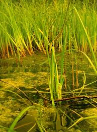 Attēlu rezultāti vaicājumam “Sparganiaceae”