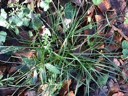 Attēlu rezultāti vaicājumam “Hordelymus europaeus”