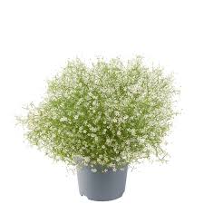 Attēlu rezultāti vaicājumam “Gypsophila muralis flower”