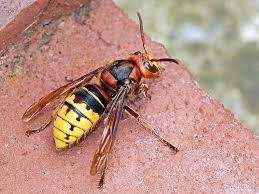 Attēlu rezultāti vaicājumam “Mecyna flavalis”