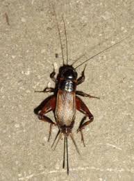 Attēlu rezultāti vaicājumam “Gryllus domesticus”