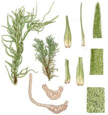 Attēlu rezultāti vaicājumam “Dicranum viride”