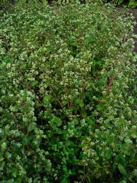 Image result for Origanum majorana