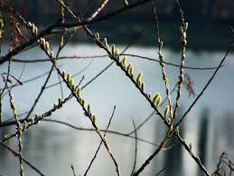 Attēlu rezultāti vaicājumam “Salix daphnoides”