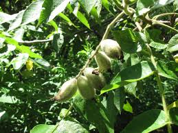 Attēlu rezultāti vaicājumam “Juglans cinerea fruit”