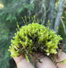 Attēlu rezultāti vaicājumam “Racomitrium canescens”